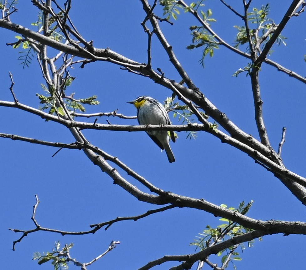 Yellow-throated Warbler - ML618467003
