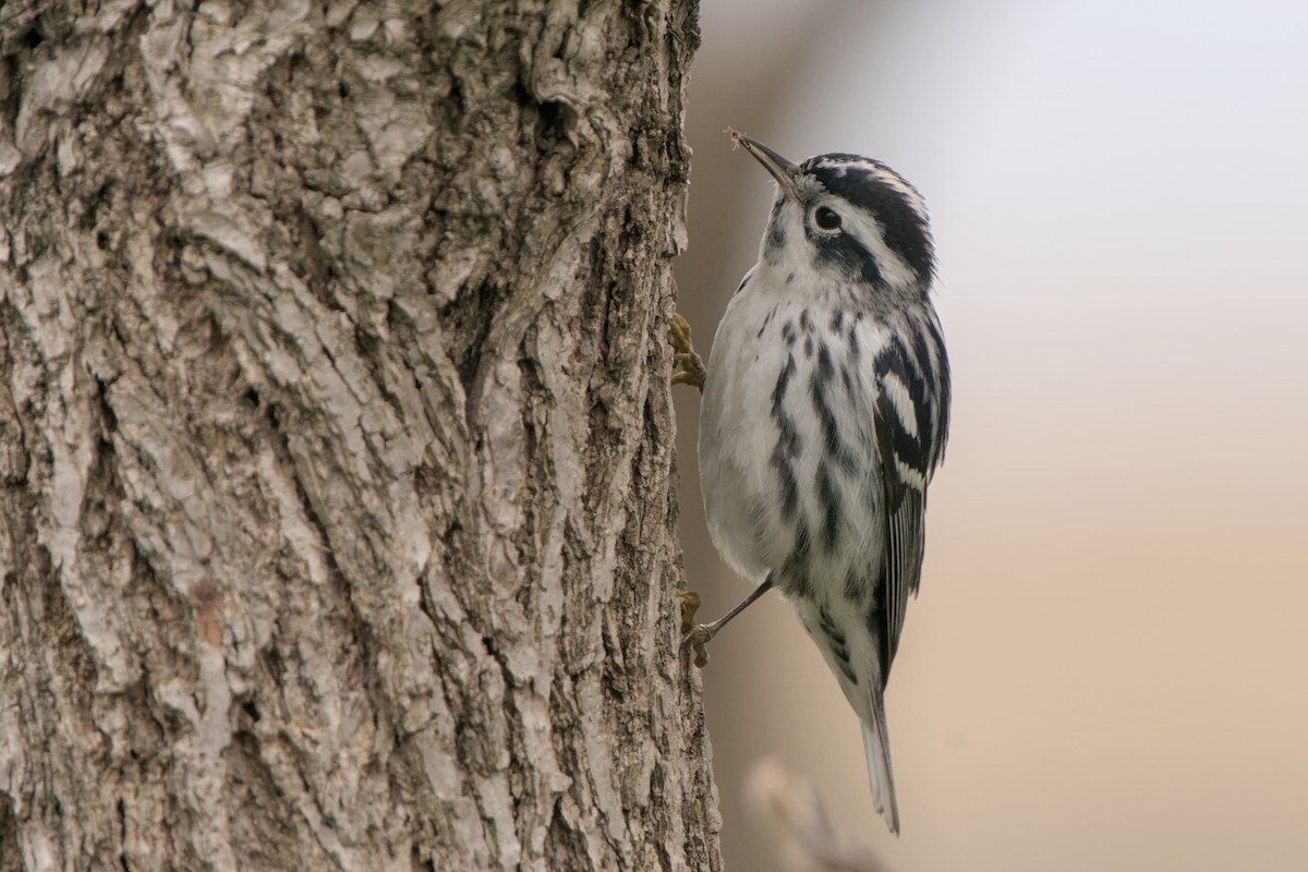 Black-and-white Warbler - ML618467026