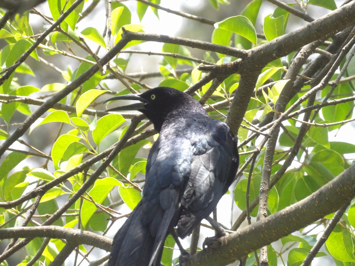 Great-tailed Grackle (Great-tailed) - ML618467027
