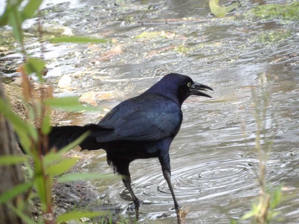 Great-tailed Grackle (Great-tailed) - ML618467053
