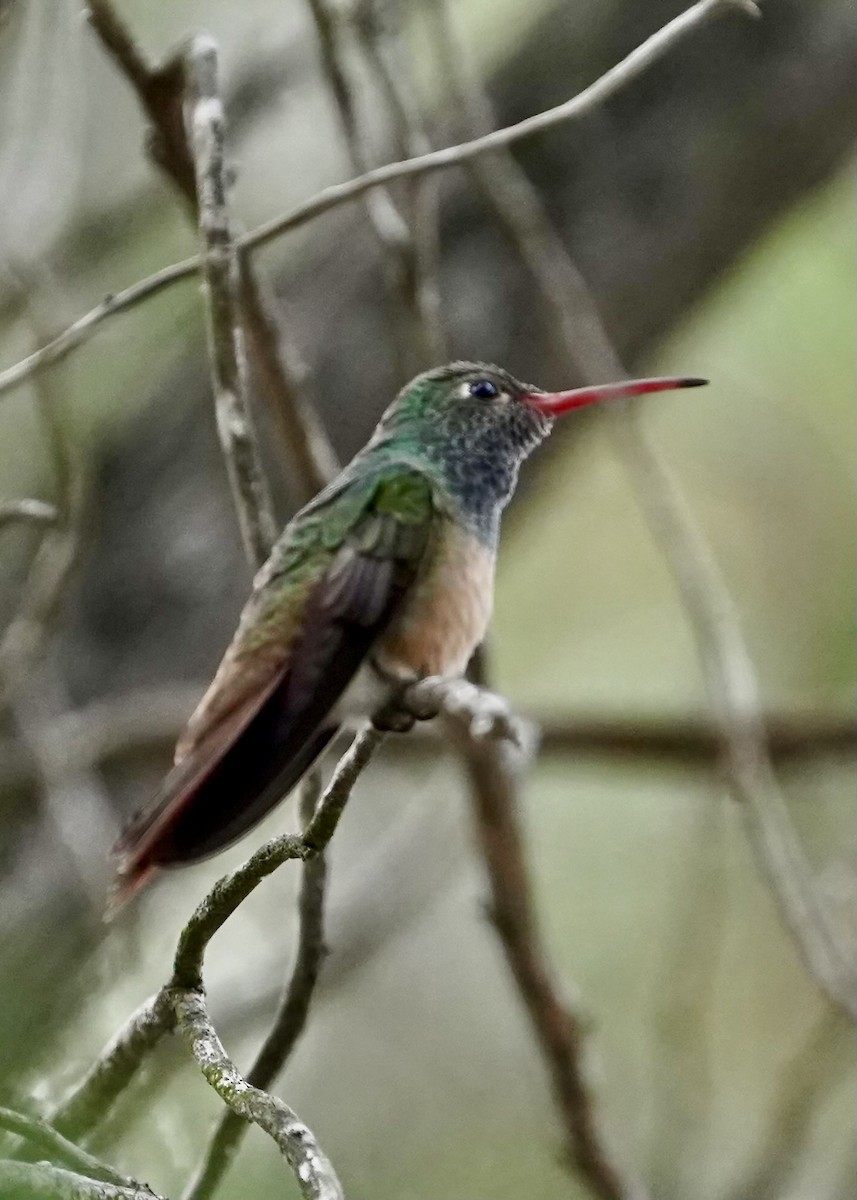 Buff-bellied Hummingbird - ML618467063