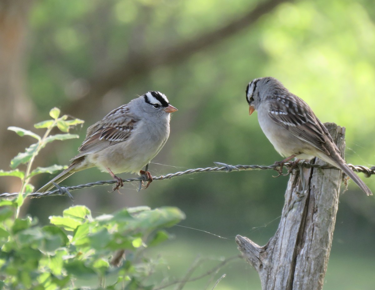 White-crowned Sparrow (Dark-lored) - ML618467073