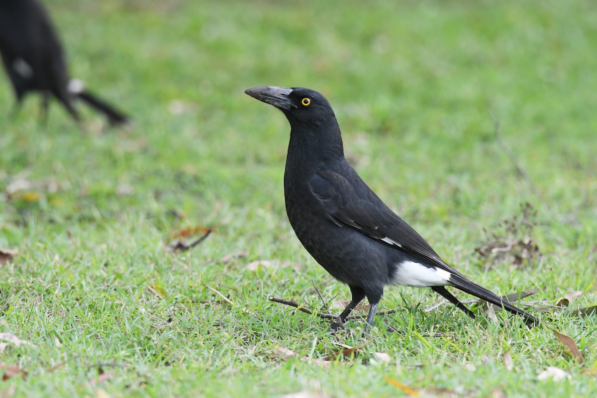 Pied Currawong - ML618467076
