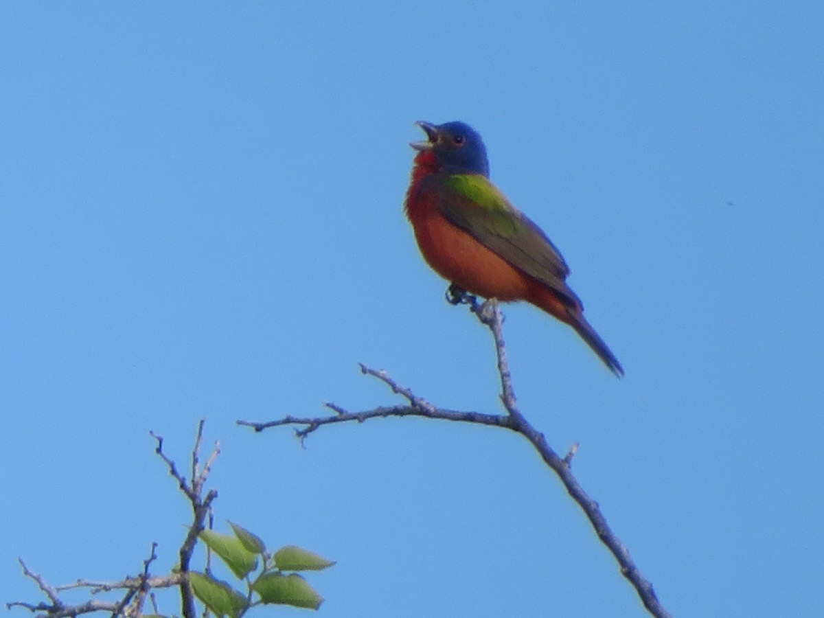 Painted Bunting - ML618467081