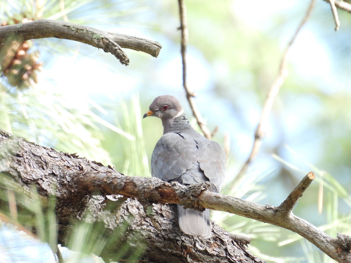 Band-tailed Pigeon - ML618467084
