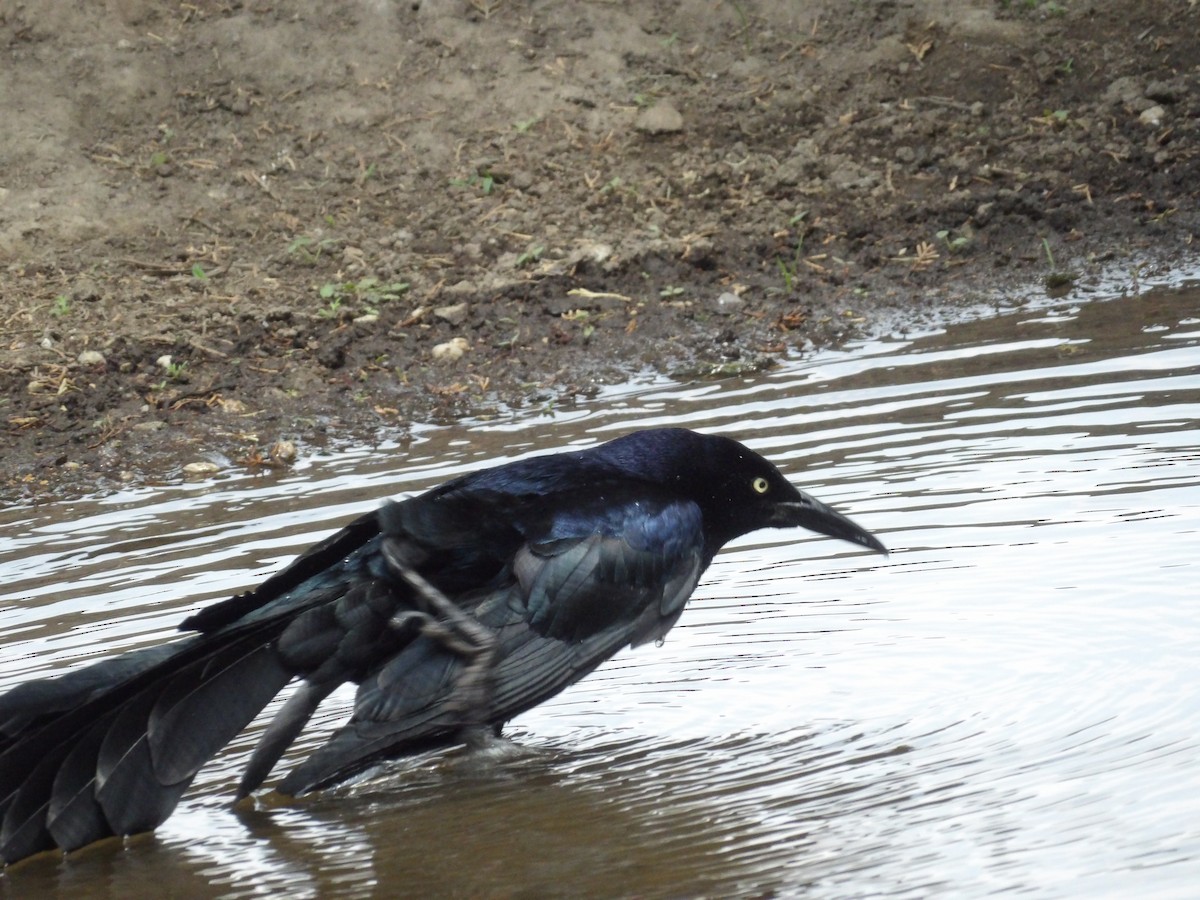 Great-tailed Grackle (Great-tailed) - ML618467106