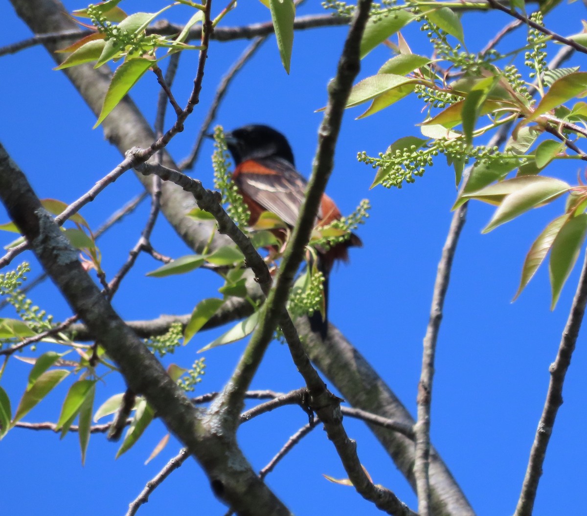 Orchard Oriole - ML618467124