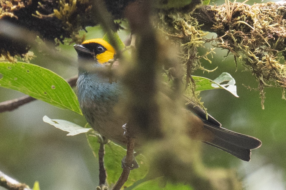 Saffron-crowned Tanager - ML618467140