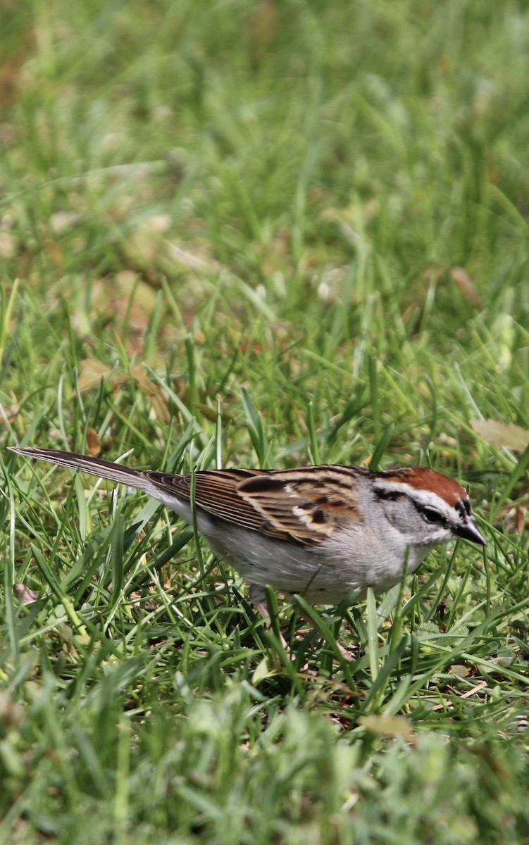 Chipping Sparrow - ML618467146