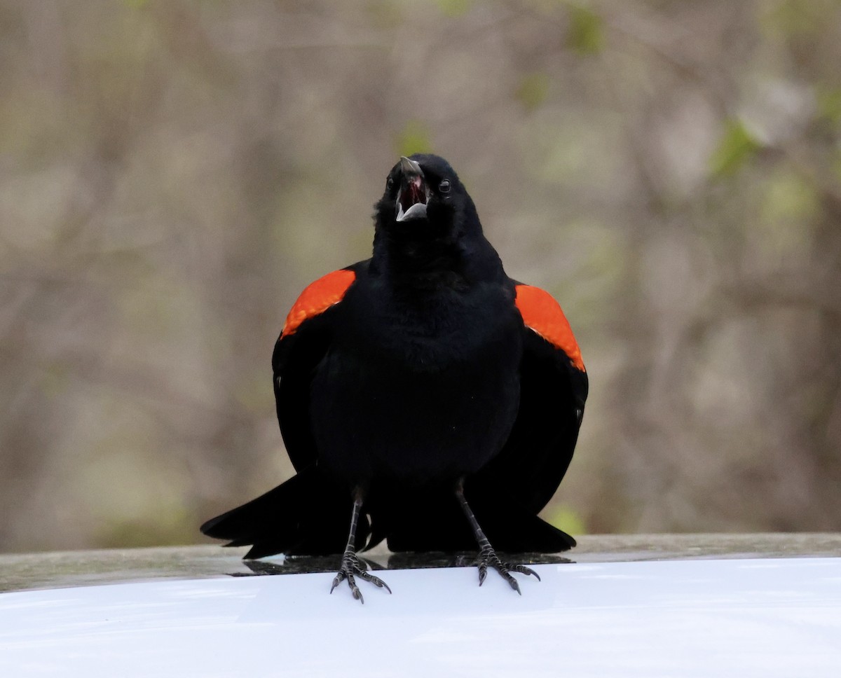 Red-winged Blackbird - ML618467172