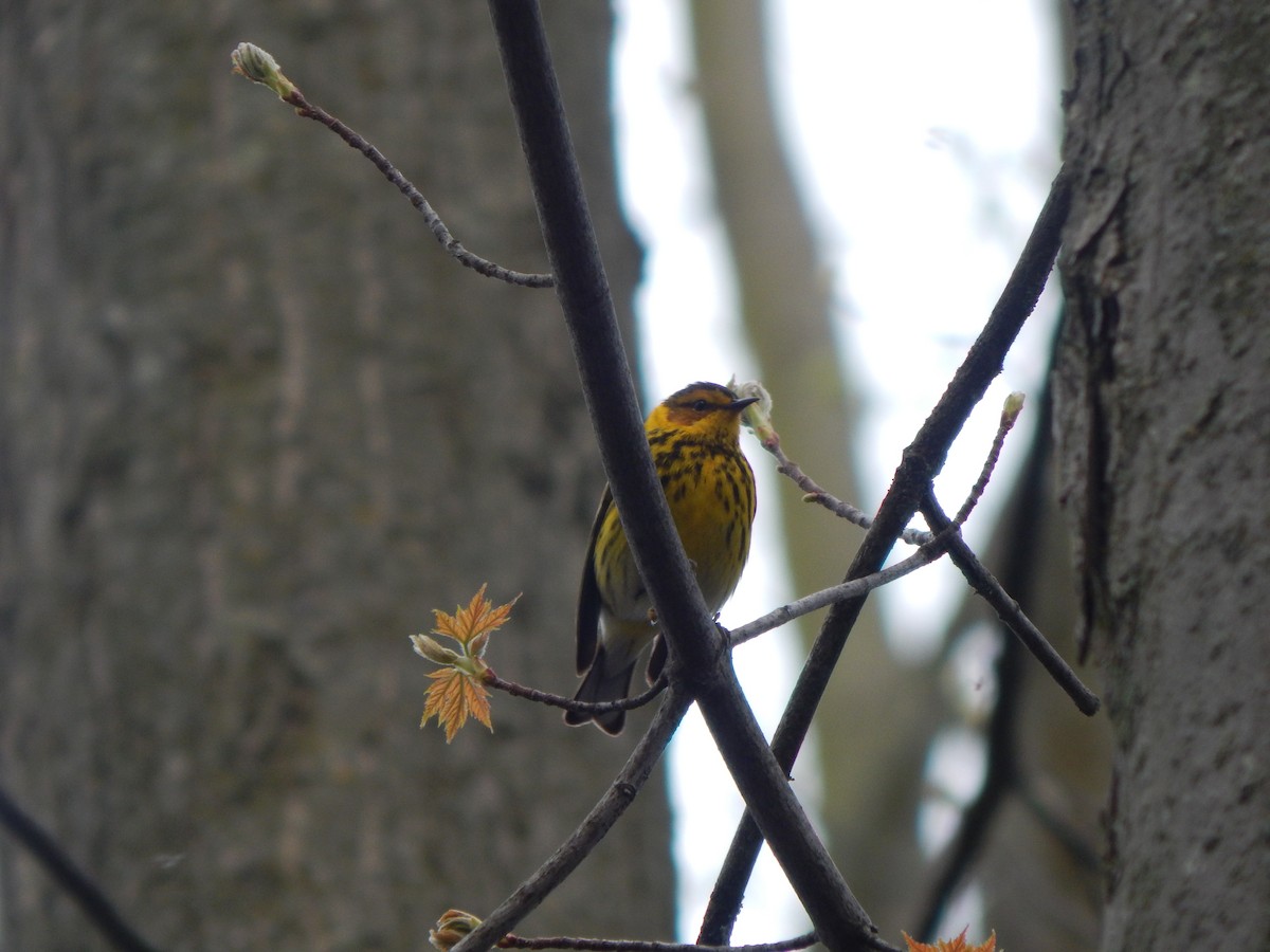 Cape May Warbler - ML618467173