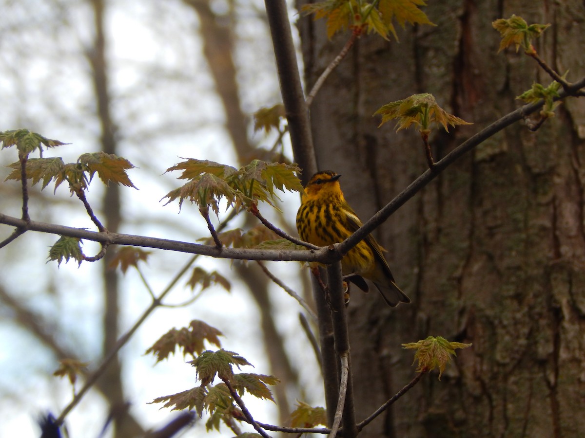 Cape May Warbler - ML618467175
