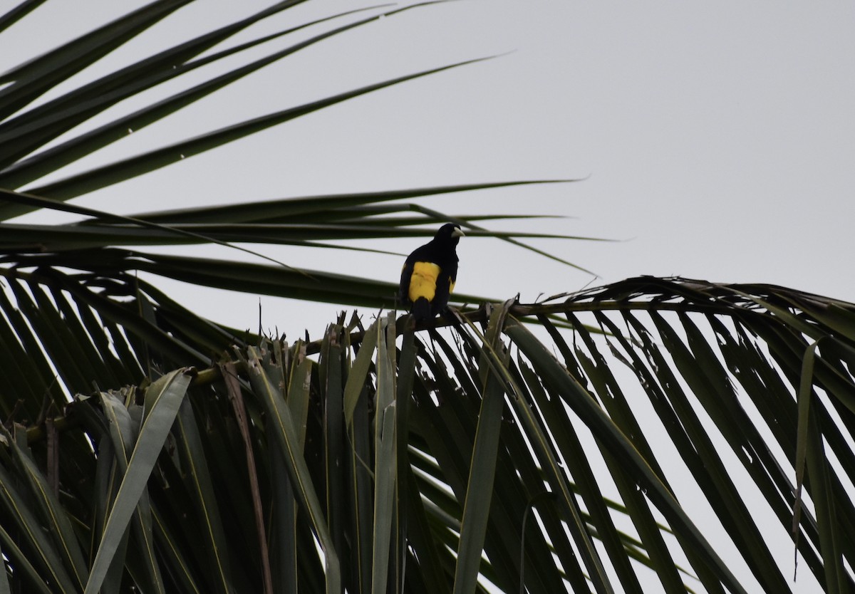 Yellow-rumped Cacique (Amazonian) - ML618467182