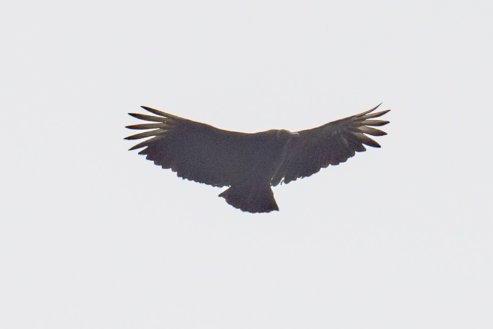 Black Vulture - ML618467197
