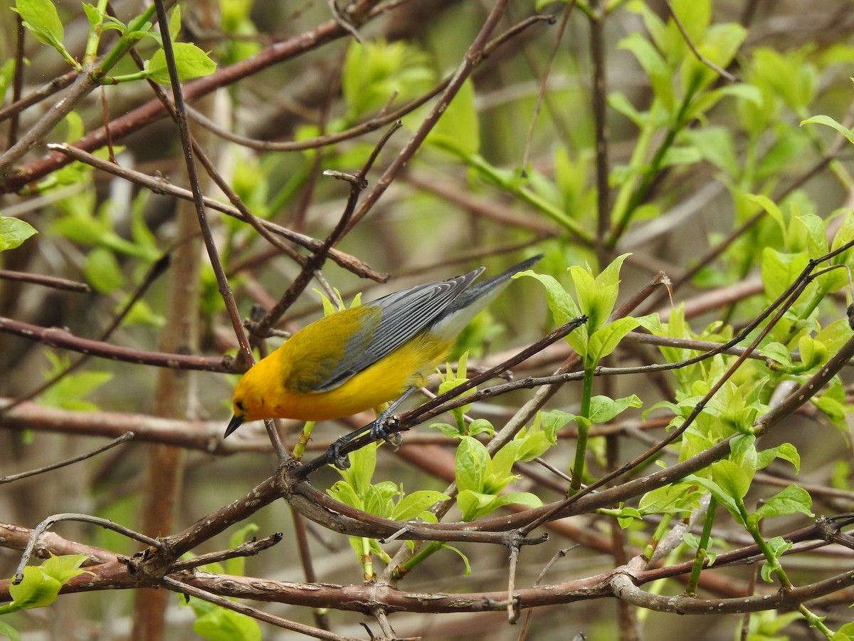 Prothonotary Warbler - ML618467203