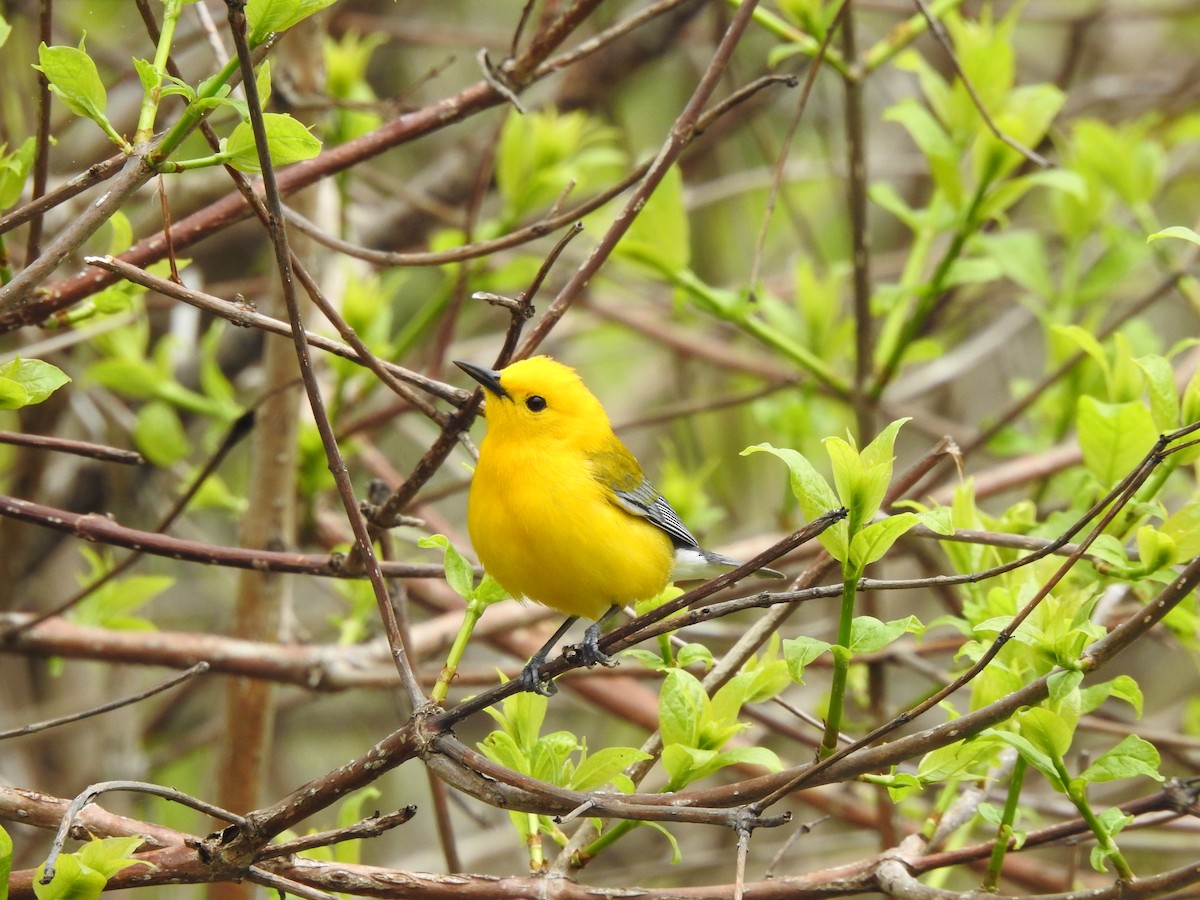Prothonotary Warbler - ML618467204