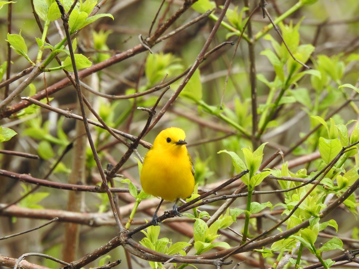 Prothonotary Warbler - ML618467205