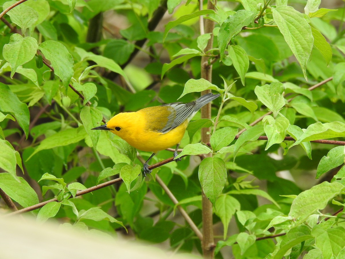 Prothonotary Warbler - ML618467206