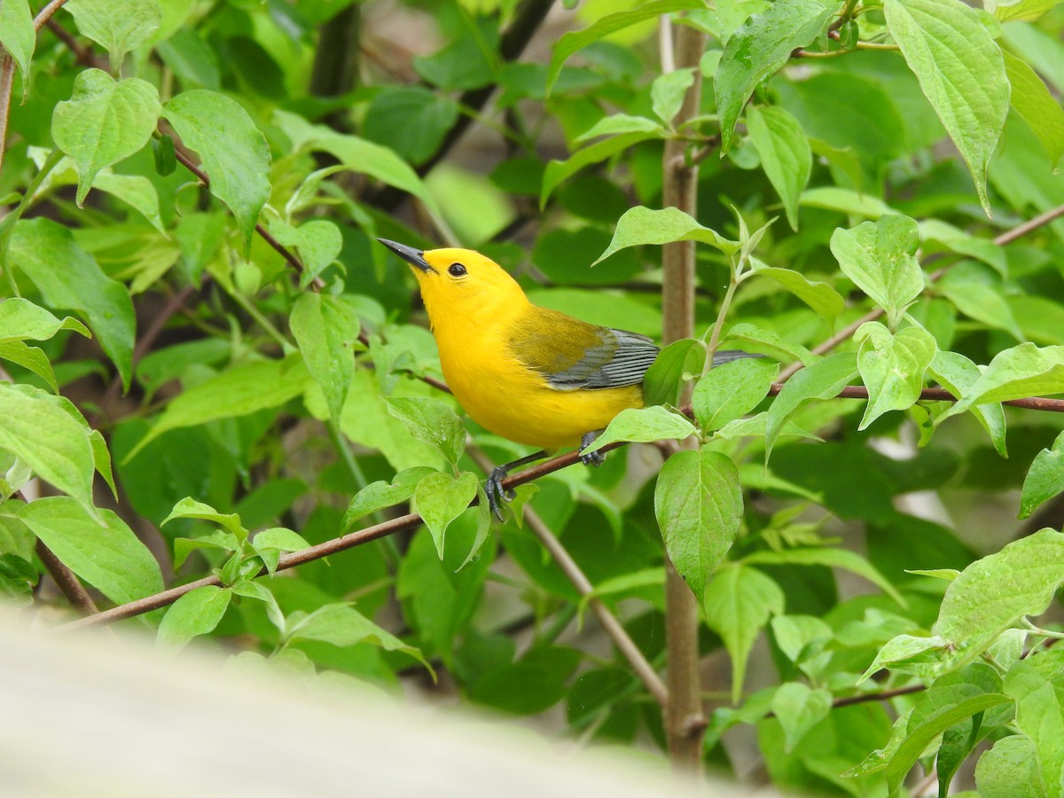 Prothonotary Warbler - ML618467207
