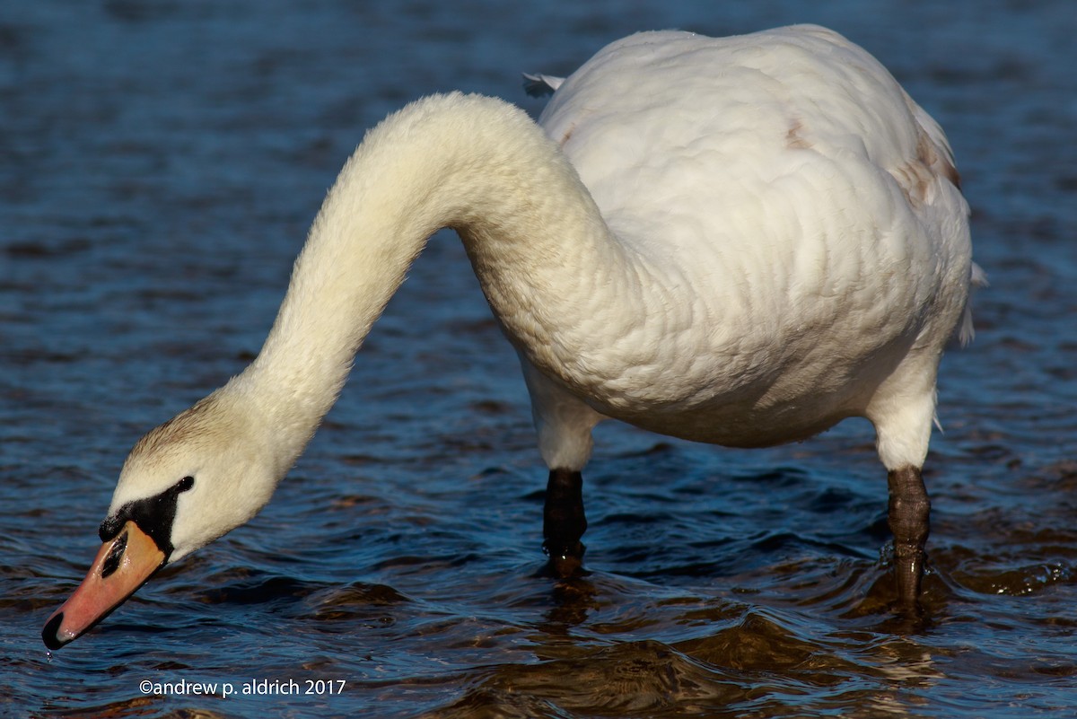 Mute Swan - andrew aldrich