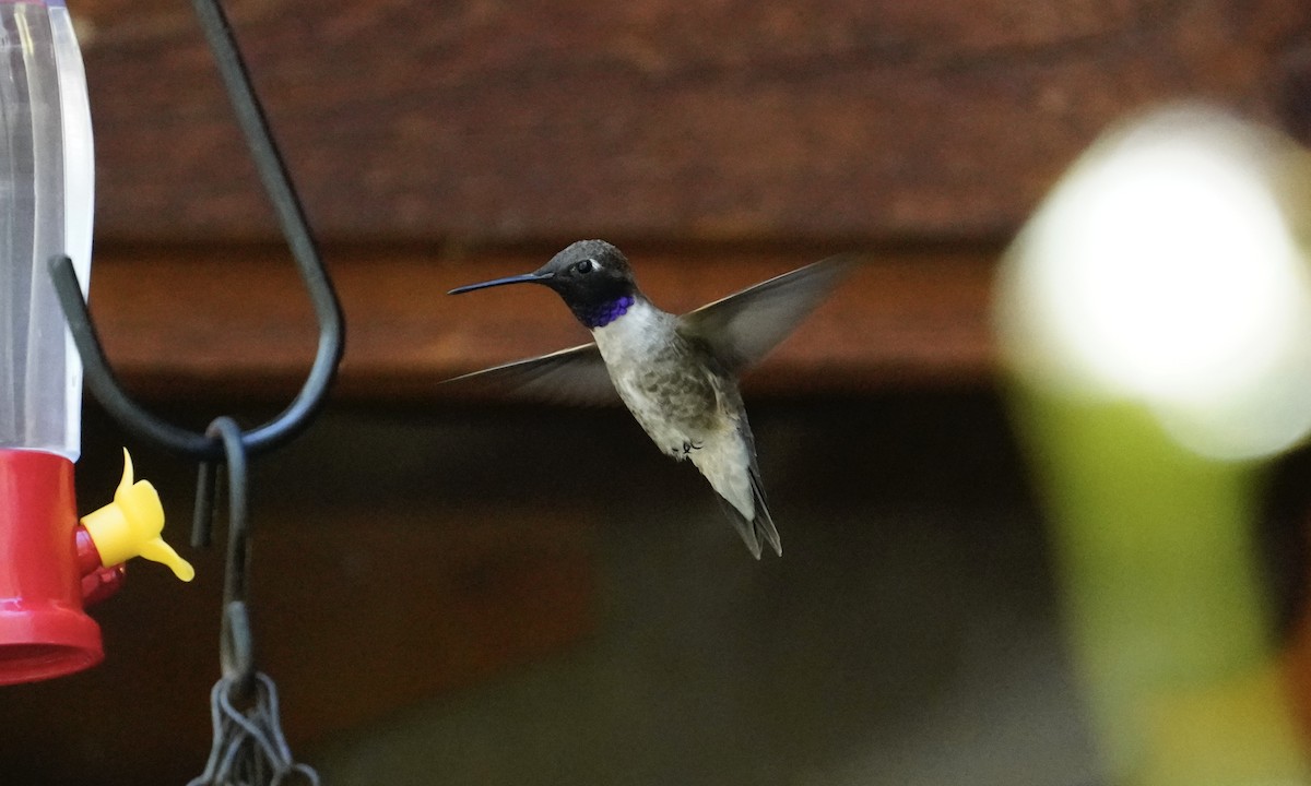 Black-chinned Hummingbird - ML618467245