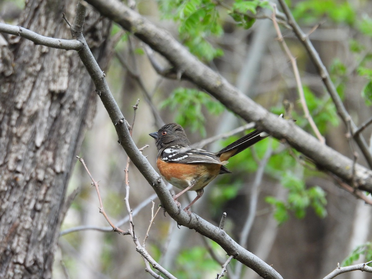 Spotted Towhee - ML618467249