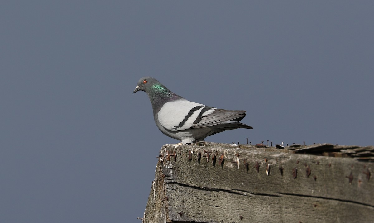 Rock Pigeon (Feral Pigeon) - ML618467270