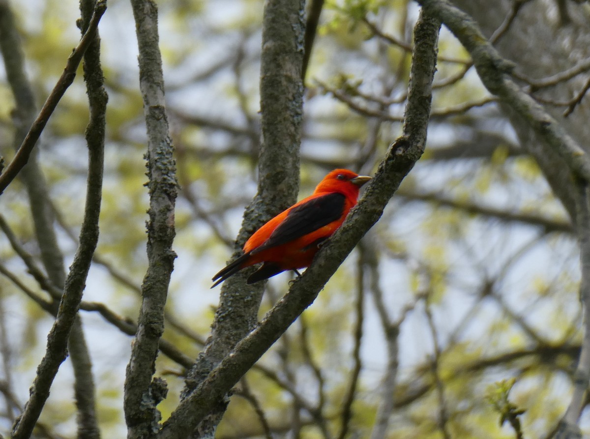 Scarlet Tanager - ML618467272