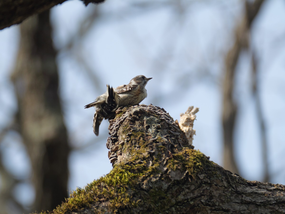 Japanese Pygmy Woodpecker - ML618467283