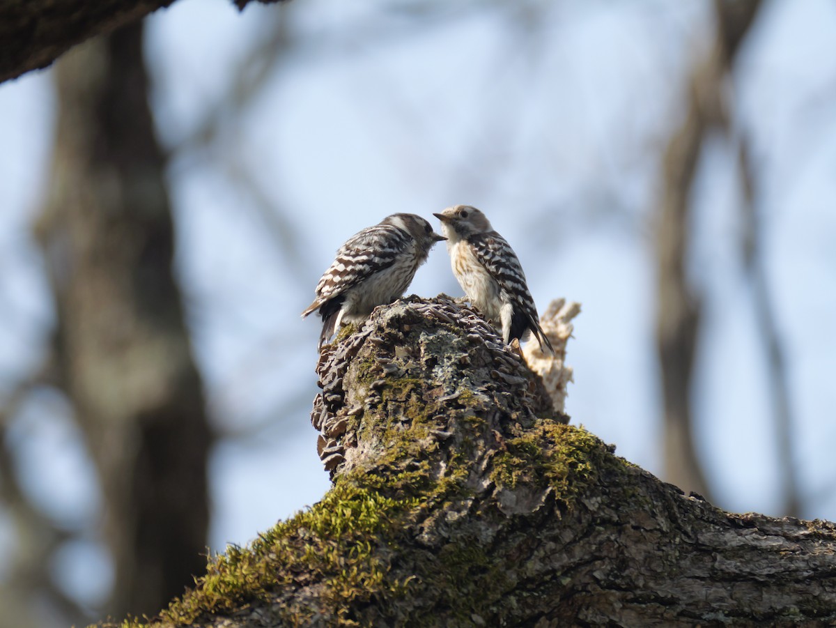 Japanese Pygmy Woodpecker - ML618467284