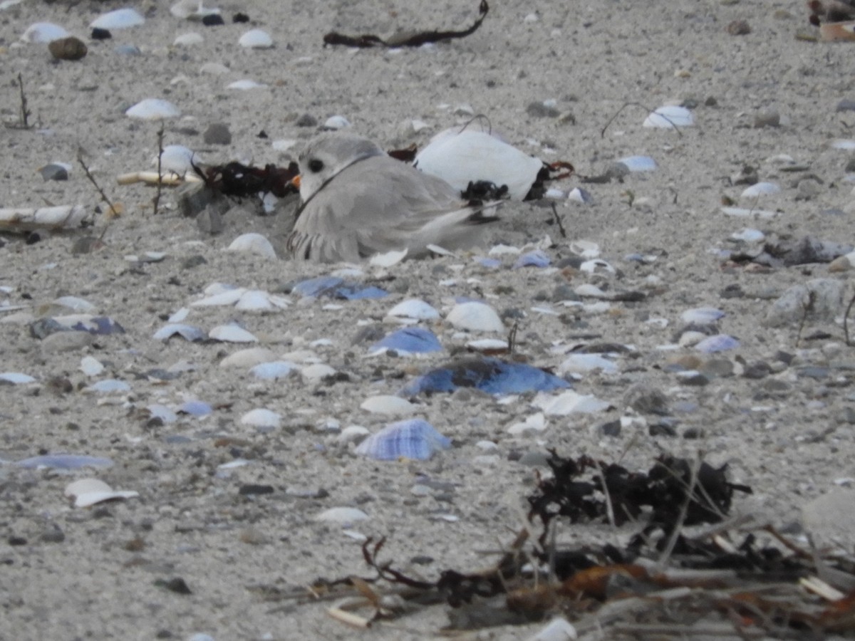 Piping Plover - ML618467289