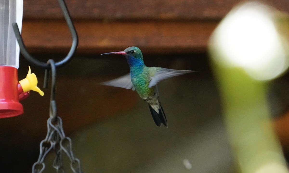 Broad-billed Hummingbird - ML618467290