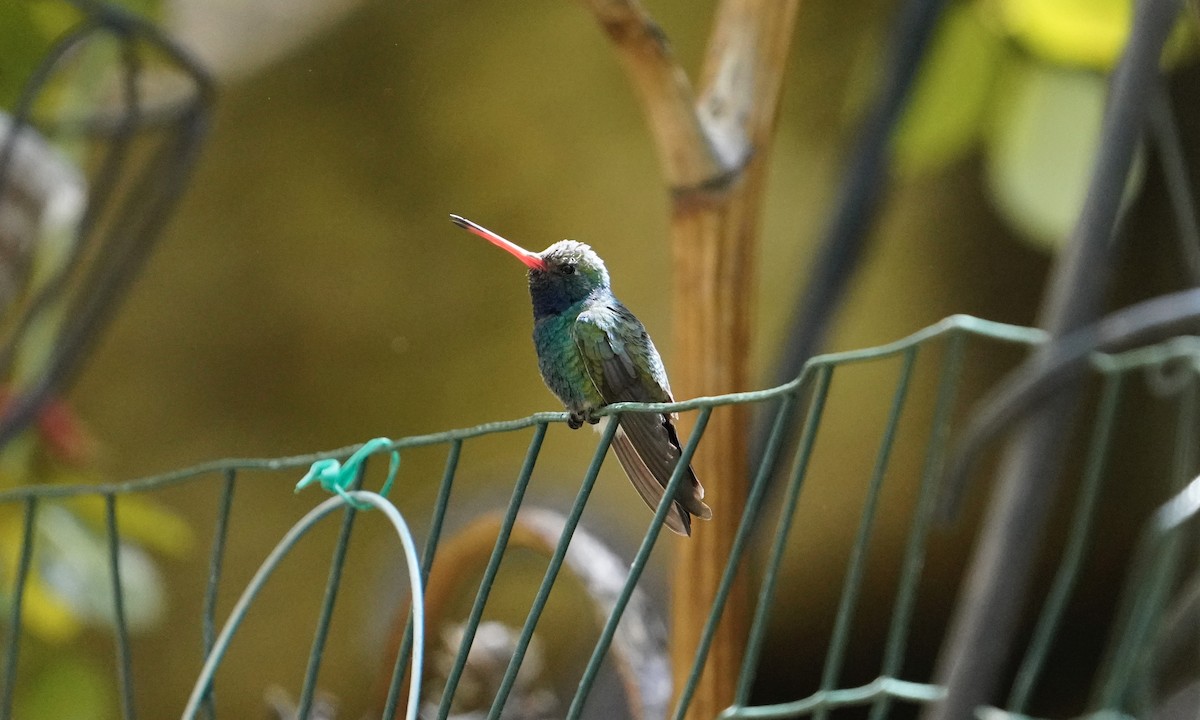 Broad-billed Hummingbird - ML618467291
