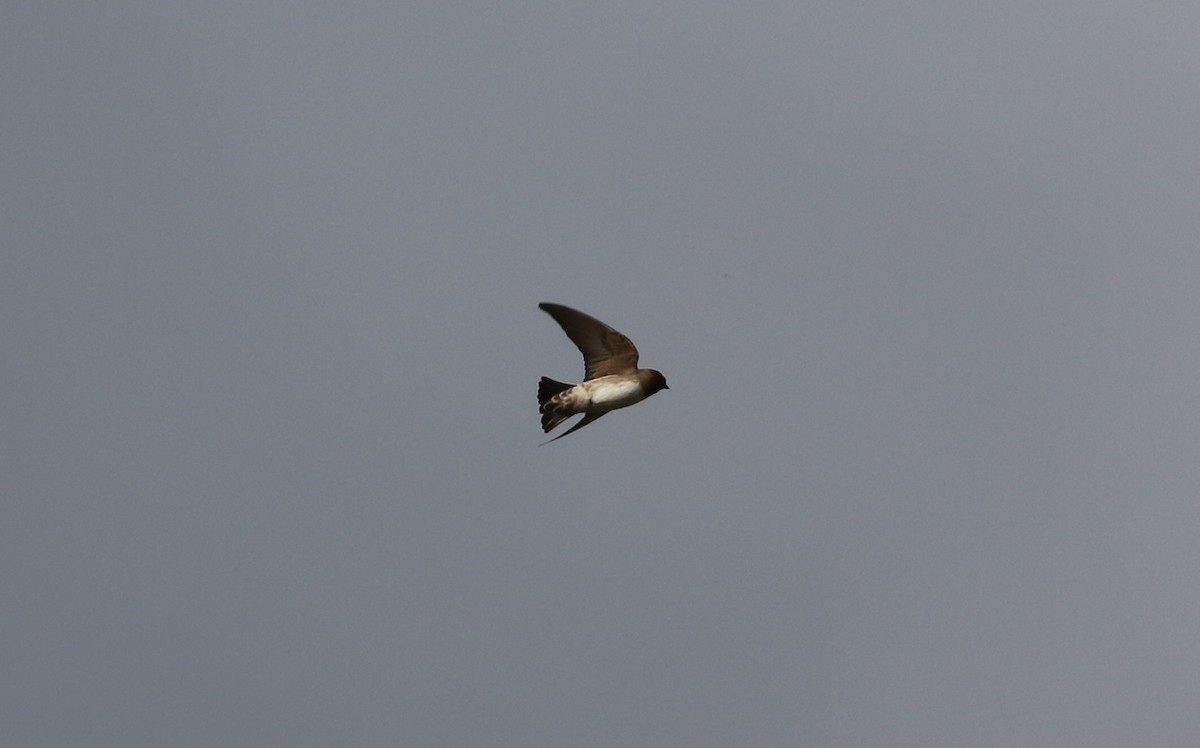 Northern Rough-winged Swallow - ML618467307