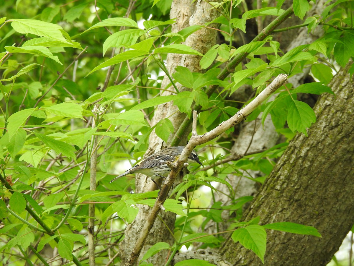 Yellow-rumped Warbler (Myrtle) - ML618467328