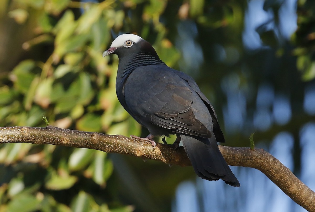 White-crowned Pigeon - ML618467336