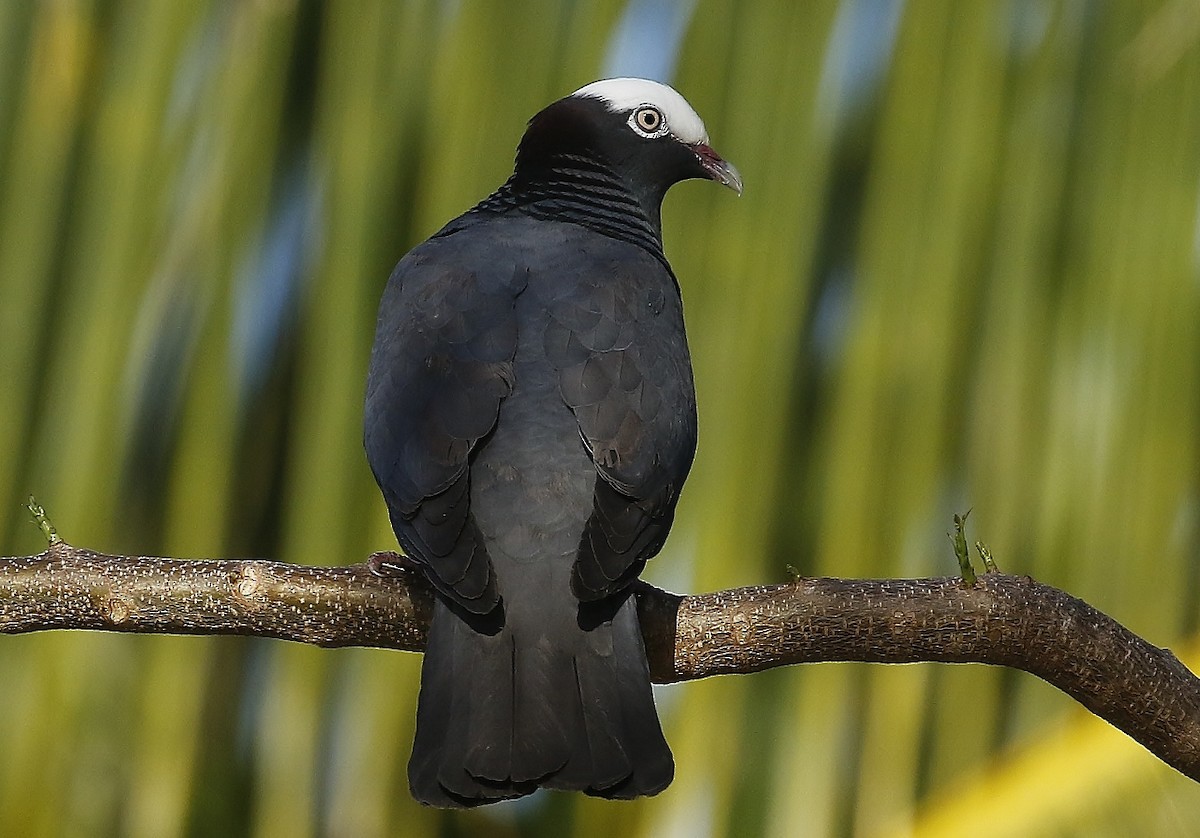 White-crowned Pigeon - ML618467353