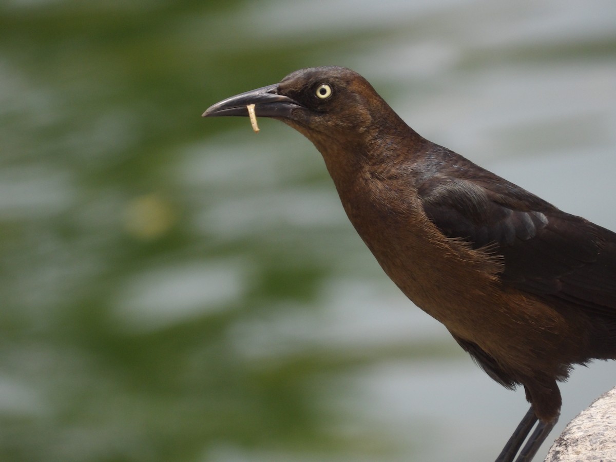 Great-tailed Grackle (Great-tailed) - ML618467357