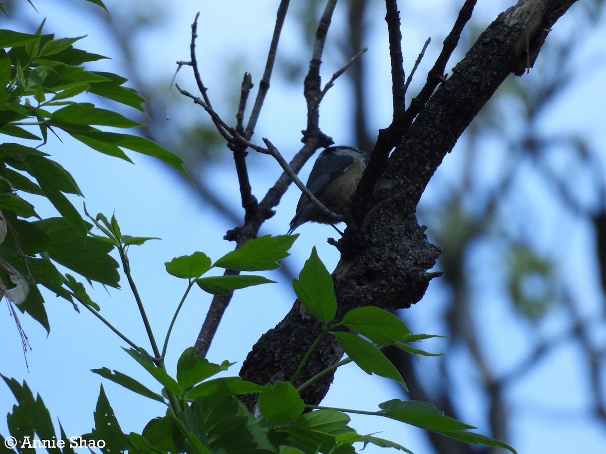 Red-breasted Nuthatch - ML618467403