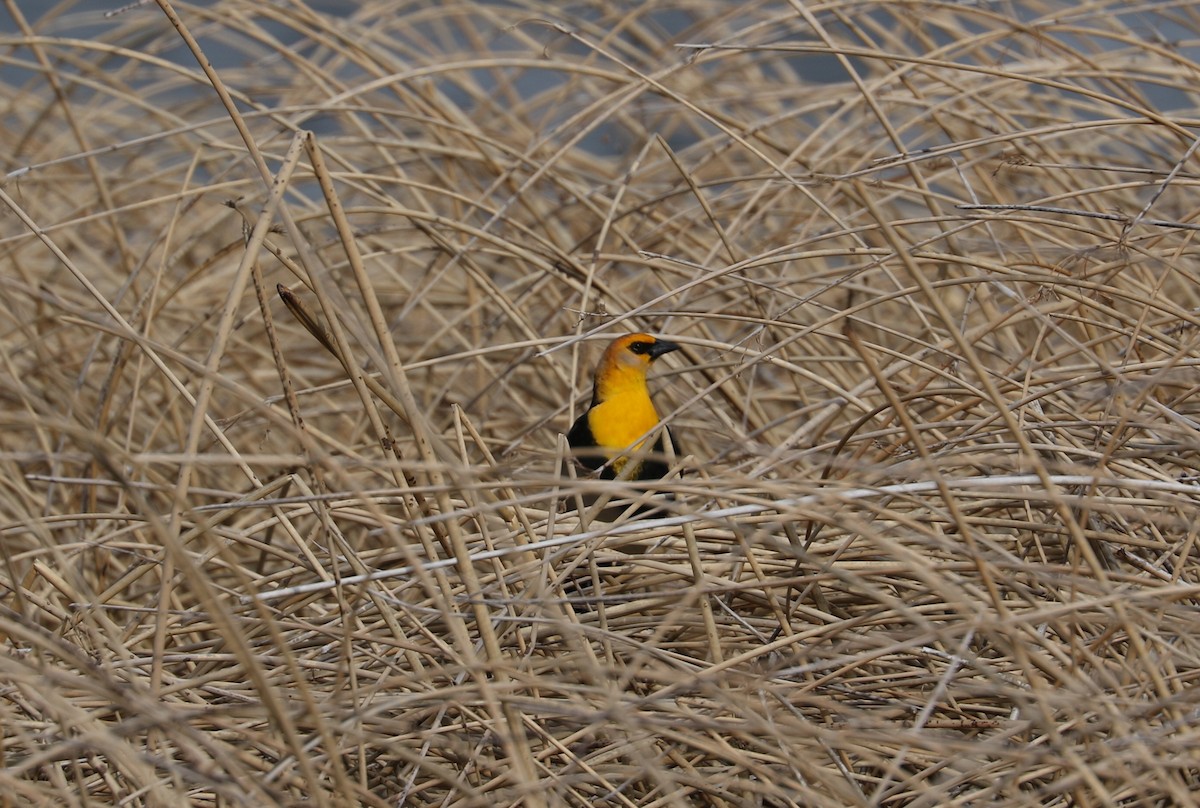 Yellow-headed Blackbird - ML618467428