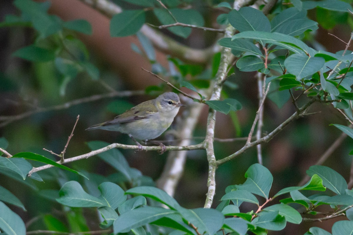 Tennessee Warbler - Terry Woodward