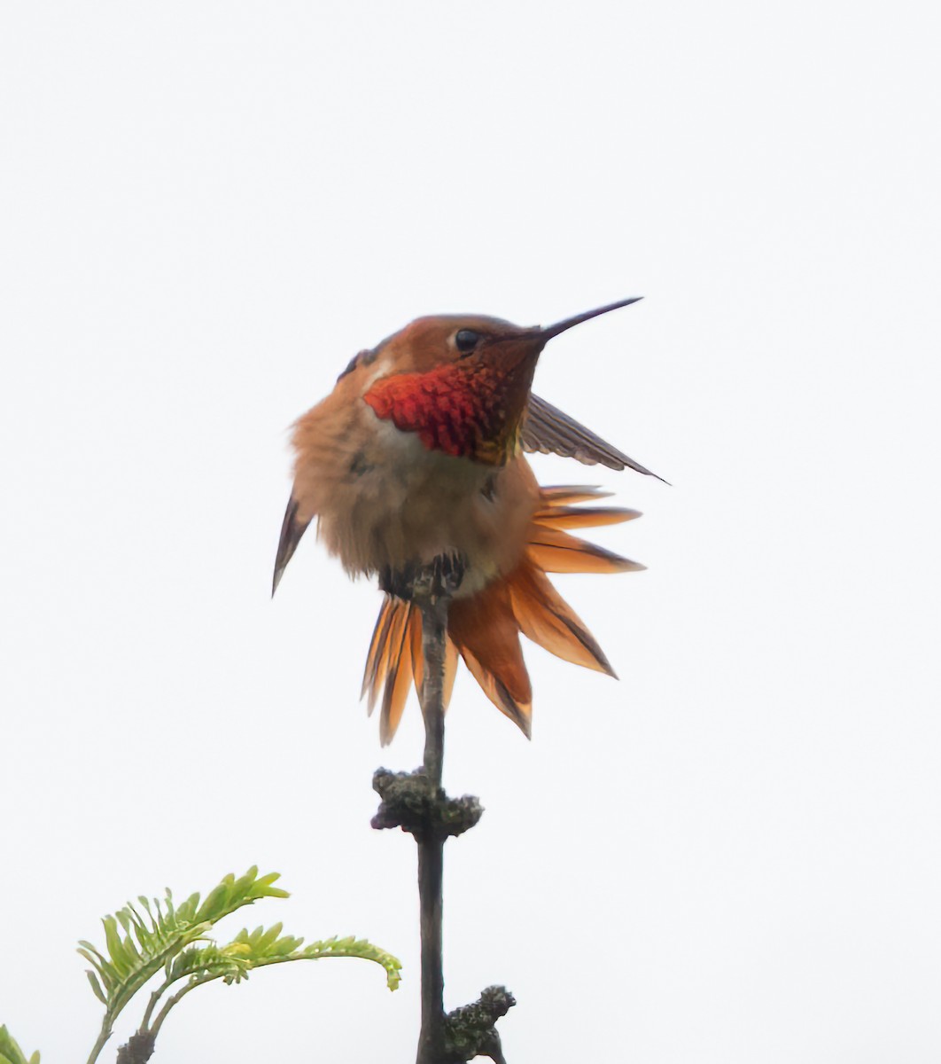 Allen's Hummingbird - ML618467458