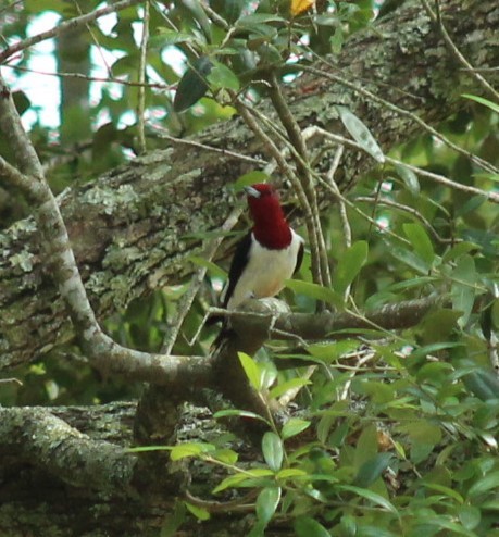 Red-headed Woodpecker - ML618467509