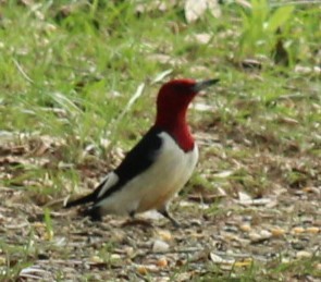 Red-headed Woodpecker - Mark Hughes