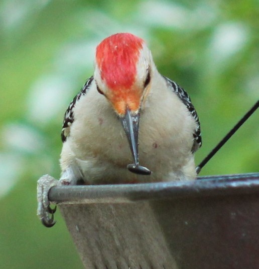 Red-bellied Woodpecker - ML618467552