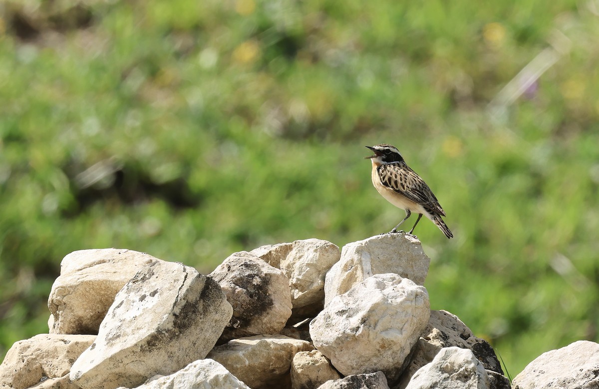 Whinchat - ML618467570