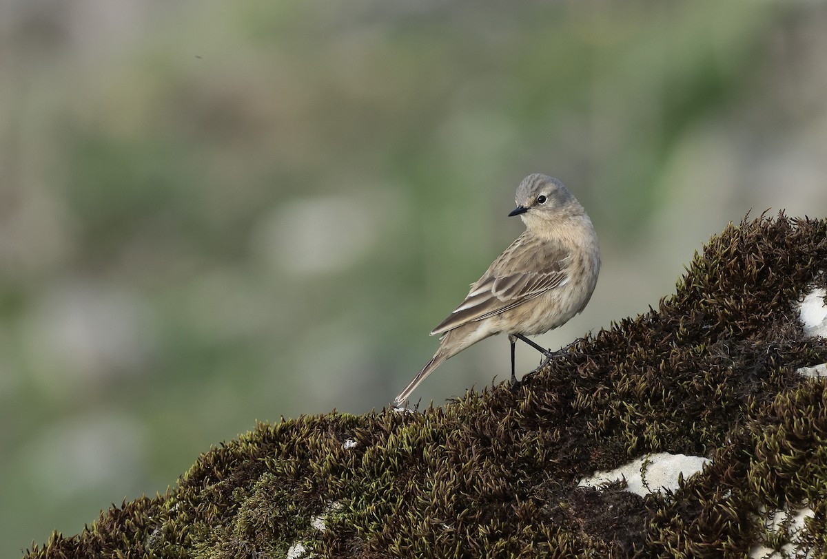 Water Pipit - ML618467585