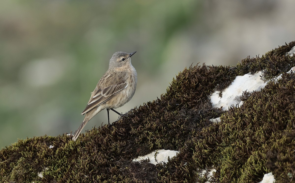 Water Pipit - ML618467586