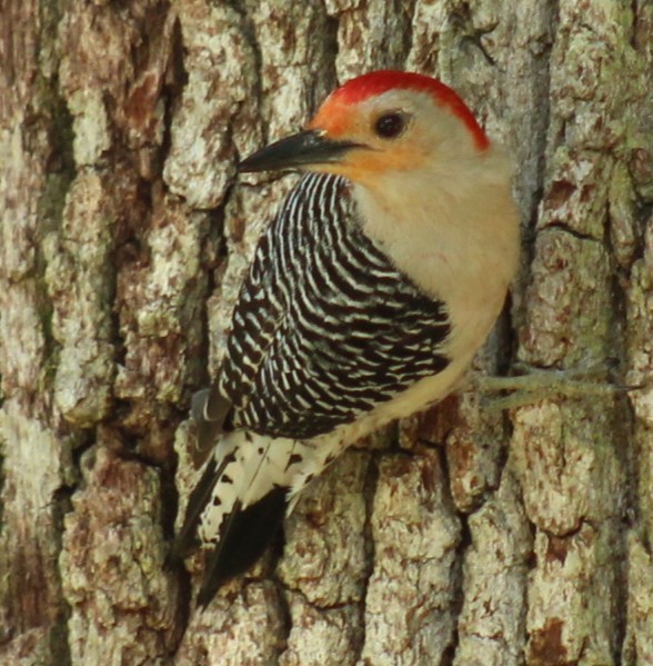 Red-bellied Woodpecker - ML618467591