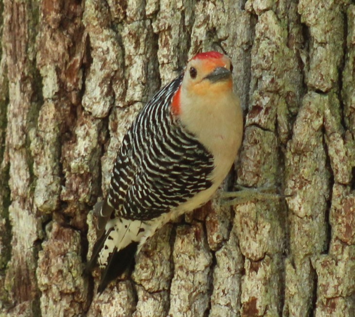 Red-bellied Woodpecker - ML618467592